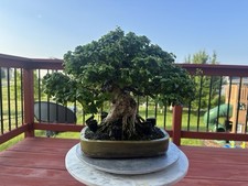 Parrot beak bonsai for sale  Iowa City
