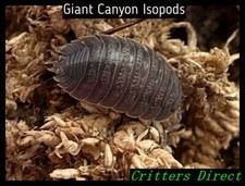 Giant canyon isopods for sale  New Bern