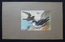 Vintage print bulwer for sale  HAYLING ISLAND