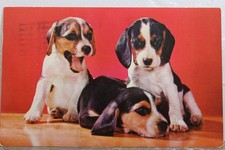 Cartão postal antigo vintage com vista para cartão lembrança padrão PC filhote de cachorro animal beagle comprar usado  Enviando para Brazil