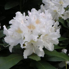 Rhododendron cunningham white for sale  YORK