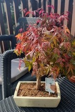 Large red acer for sale  SOUTHAMPTON