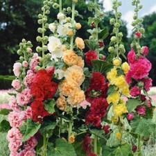 Hollyhock chaters mix for sale  HOLT