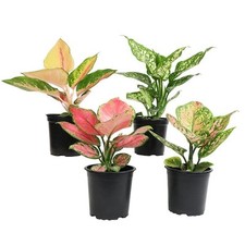 4.25 aglaonema assorted for sale  Miami