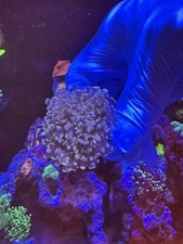 Wysiwyg double head for sale  SWANSEA
