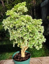 plants pot tropical for sale  Hollywood