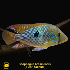 Pearl cichlid geophagus for sale  Nanuet
