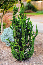 Chamaecyparis obtusa chirimen for sale  Silverton