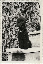 Antique photo vintage d'occasion  Expédié en Belgium