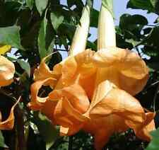 Angel trumpet brugmansia for sale  READING