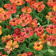 Helenium little orange for sale  CRANBROOK
