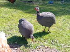 Guinea fowl eggs for sale  HAWICK
