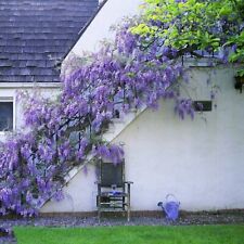 Wisteria flower seeds for sale  Edison