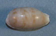 Cypraea teres 26.96mm for sale  Carlsbad