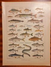 1921 poissons eau d'occasion  Saint-Geniès-de-Malgoirès
