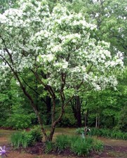 Chinese fringe tree for sale  Manchester