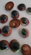 Curiosité taxidermie coquilla d'occasion  Montpellier-