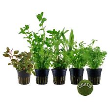 Pflanzen set anti gebraucht kaufen  Worms