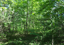 Acres land upstate for sale  Silver Spring