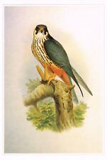 Hobby falcon bird for sale  DEREHAM