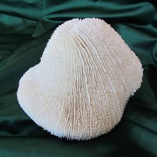 White natural hard for sale  Clinton