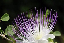 Capparis spinosa cappero usato  Napoli