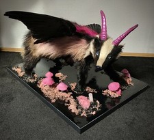Wolpertinger dachs präparat gebraucht kaufen  Belzig