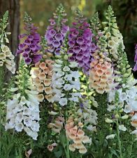 Flower foxglove digitalis for sale  WREXHAM