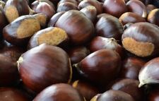 Chinese chestnut tree for sale  De Pere