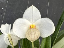 Bench sale fragrant for sale  Melbourne