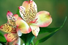 Zwiebeln feuerlilien lilium gebraucht kaufen  Kaiserslautern