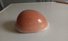 Grosse cypraea aurantium gebraucht kaufen  Grevenbroich