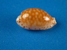 Cypraea fisheri excellent for sale  Kapolei