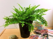 Stylish boston fern for sale  BIRMINGHAM