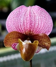 Rare paphiopedilum charleswort for sale  LONDON