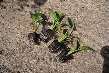 Small arum lily for sale  TUNBRIDGE WELLS