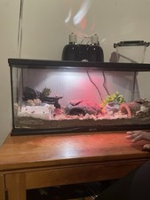 Used gallon reptile for sale  Chicago