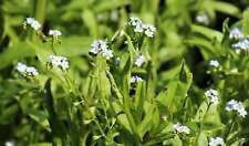 Myosotis scorpioides marginal for sale  MARKET RASEN