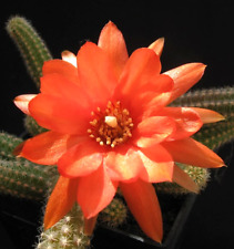 Chamaecereus silvestrii 10cm usato  Napoli