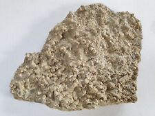 Encrinus liliformis plate for sale  Shipping to United Kingdom