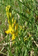 Graines genista tinctoria d'occasion  Sabres
