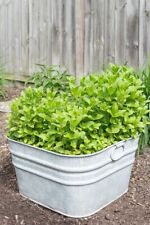 Mint garden mint for sale  KEIGHLEY