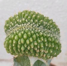 echinocactus usato  Lecce