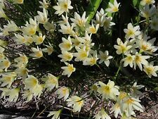 Rain lily zephyranthes for sale  Middleburg