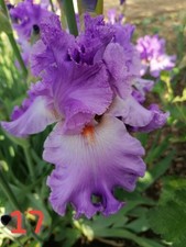 Schwertlilie iris barbata gebraucht kaufen  Saalfeld/Saale