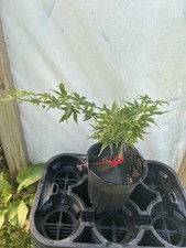 Acer palmatum red for sale  Hendersonville