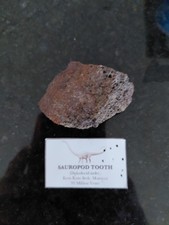 Dinosaur sauropod tooth for sale  ASHFORD