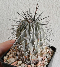 Copiapoa carrizalensis vaso usato  Modena