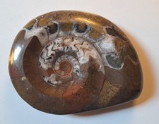 Wunderschöner ammonit marokko gebraucht kaufen  Hamburg