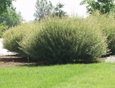 Willow bush cuttings for sale  Russell